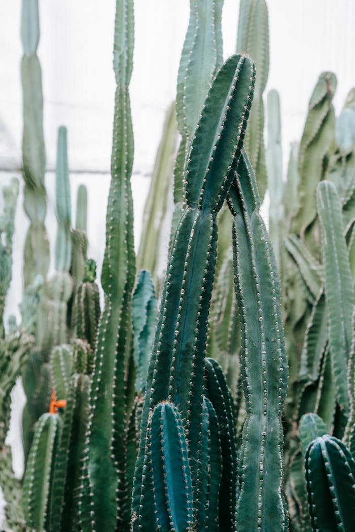 Spiky succulent plants with thick wavy stalks with ribbed surface growing in greenhouse in daytime