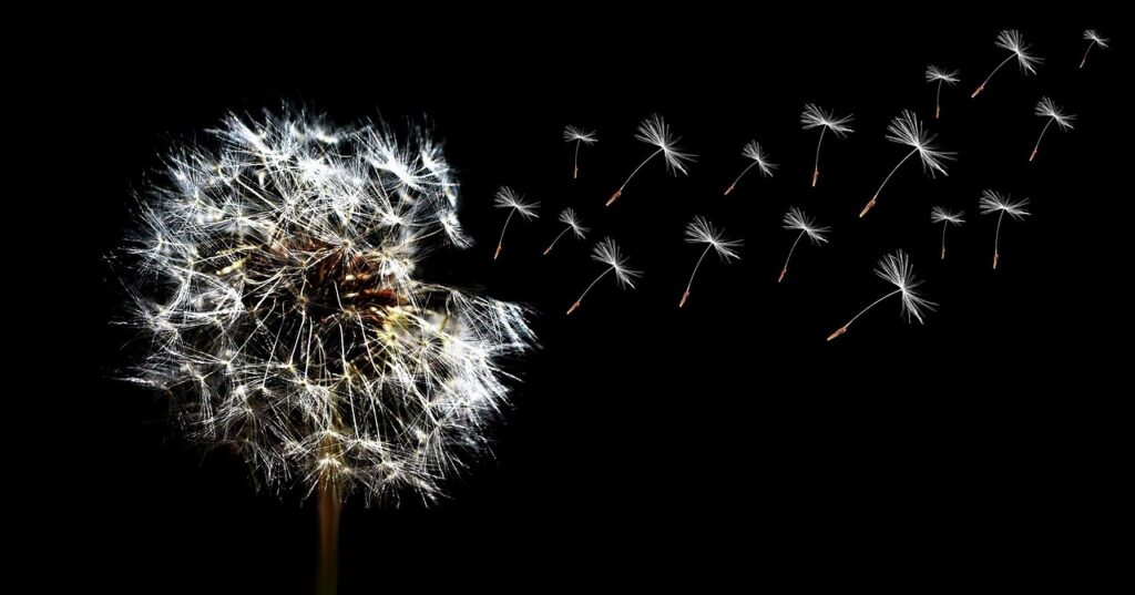 flower, dandelion, seeds-333643.jpg